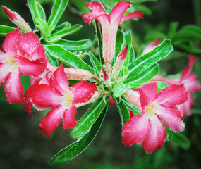 Desert rose
