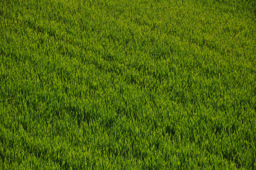 campo erba verde