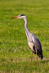 Heron bird in grassland