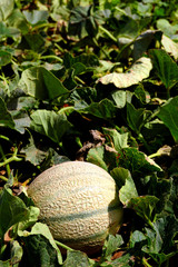 melon in a farm field
