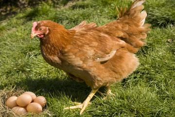 oeufs de poule