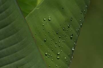 Wassertropfen auf Bananenblatt makro