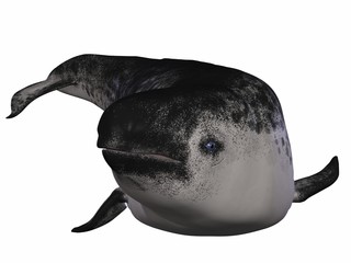 Narwal (Monodon monoceros) © Andreas Meyer