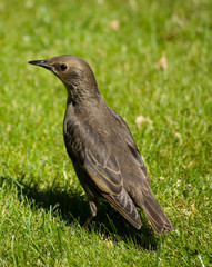 Juvenile Starling