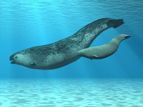 Narwal (Monodon monoceros)