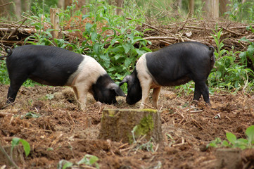 Two pigs rooting for food