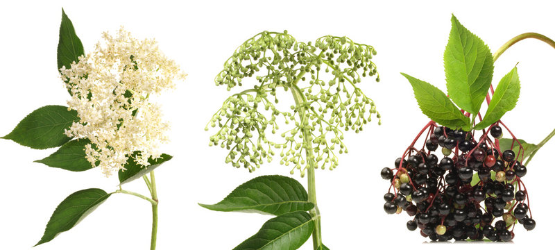 Holunder mit Holunderbl&uuml;te und Holunderbeeren 