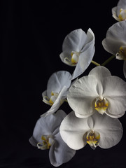 Orchids on Black Background