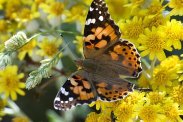 Farfalla in giallo 1