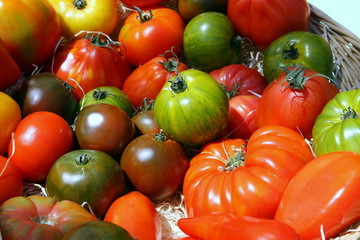 Panier de tomates anciennes