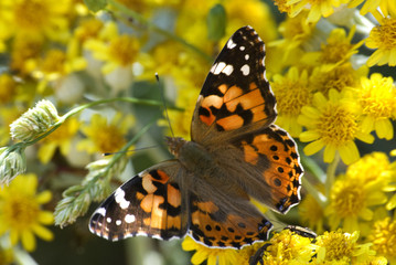 Farfalla in giallo 3