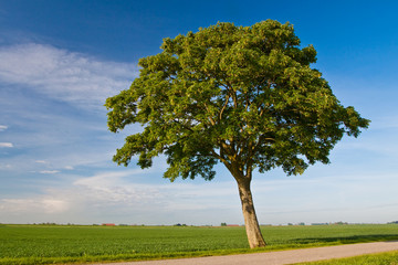Countryside meadow and tree
