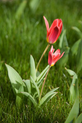 tulpe