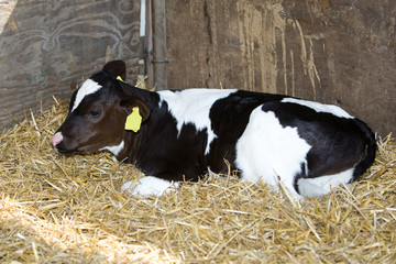 Calf