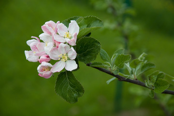 apfelblüte