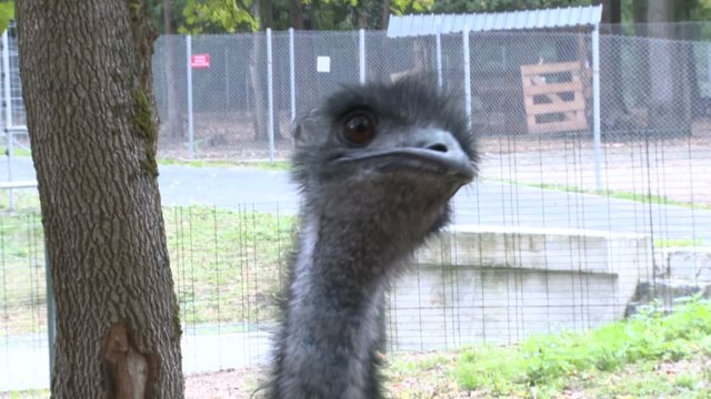 emu bird