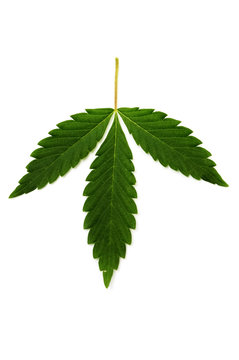marihuana