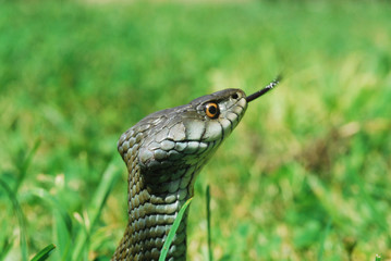 cabeza de culebra de collar