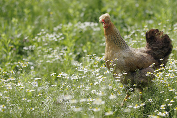 hen in grass and  camomiles