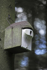 Birdhouse in the forest