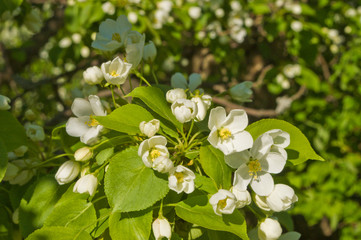 Apple tree flowers