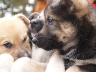 Dogs, puppies, three huskies, close up.