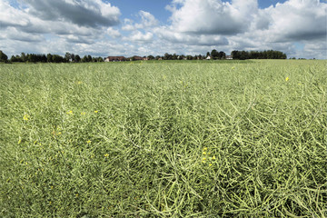 Canola field in germany