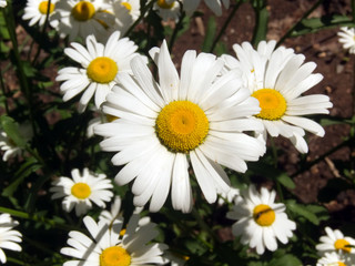 Camomile flowers in a garden