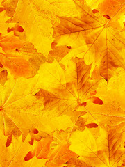 Naklejka na ściany i meble Leaves autumn in wood