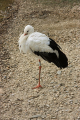 cigogne en sommeil