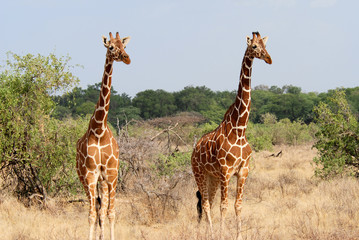 Two standing giraffes among the bushes