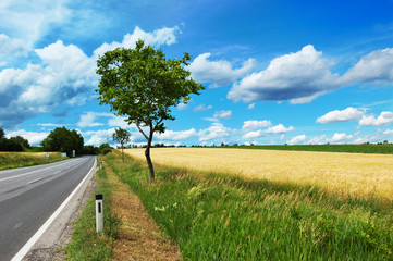 Fototapeta na wymiar Empty countryside road among trees and fields at summer day