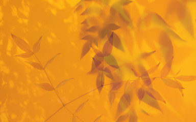 leaves in golden light