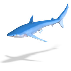 blue shark