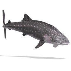 whale shark
