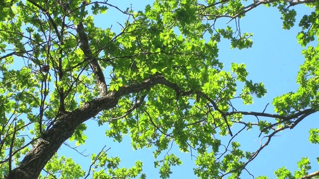 baumkrone mit blauem himmel