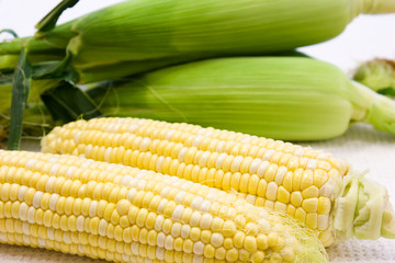 Freshly harvested yellow corn in close up view