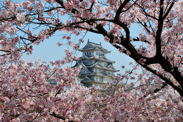 Château de Himeji pendant la floraison des cerisiers