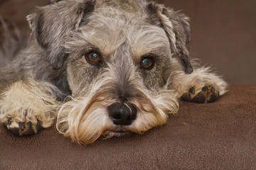 Miniature schnauzer dog laying down on brown surface