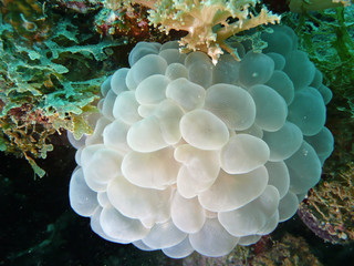 Corail bulle ou Plerogyra sinuosa