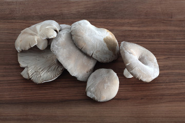 Austernpilze auf braunem Holz