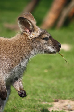 Bennettk&auml;nguru