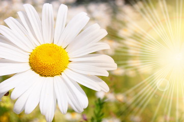 Fototapeta premium flower and sun