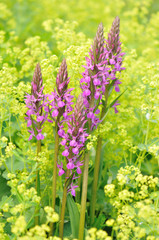 purple loosestrife and yellow lady’s mantle flowers