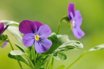 Photo sur Plexiglas Pansies fleur de pensée violette avec fond vert doux