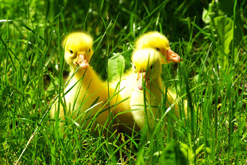 gosling in grass