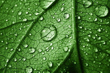 beautiful leaf with drops