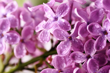 beautiful lilac background