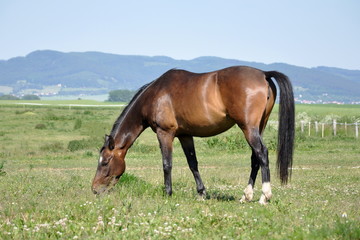 Obraz premium Horse on meadow