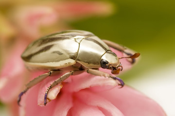 golden beetle